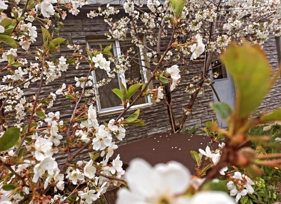 Cherry House Kazbegi Esterno foto